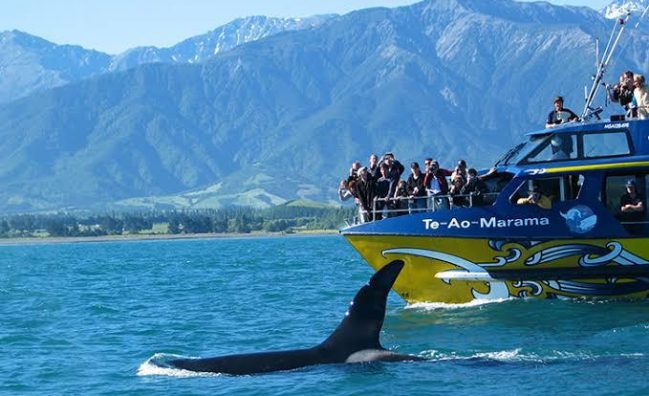 Christchurch to Kaikoura Whale Watching Day Tour