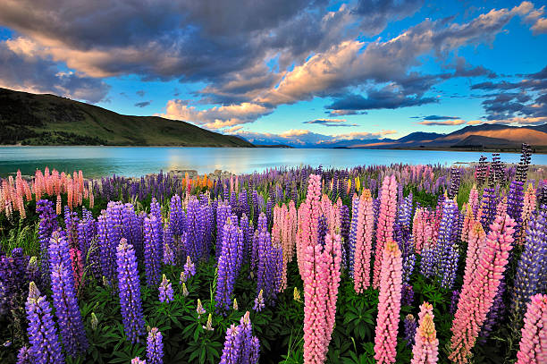 Lake Tekapo